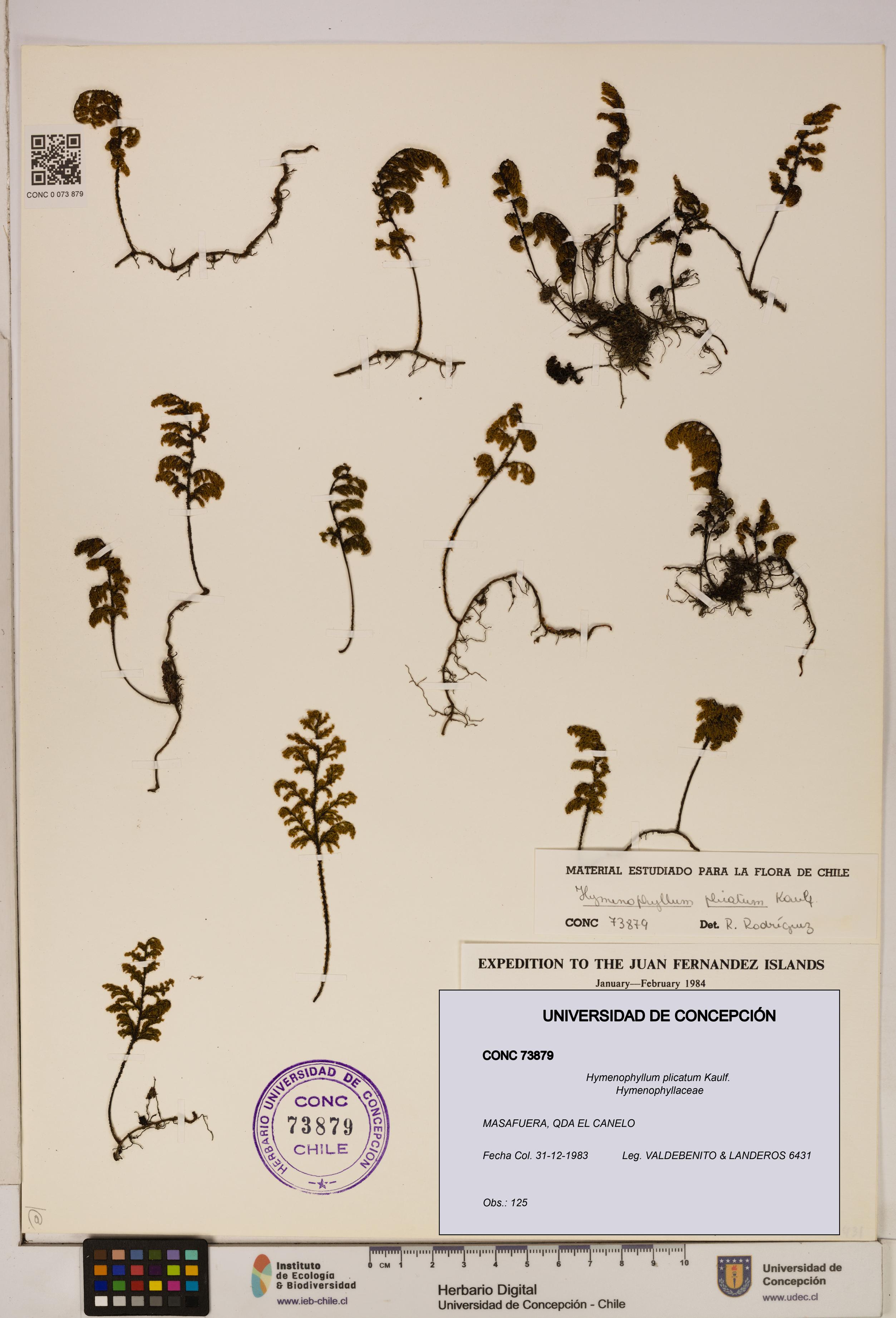 Hymenophyllum plicatum [Espécimen: ]