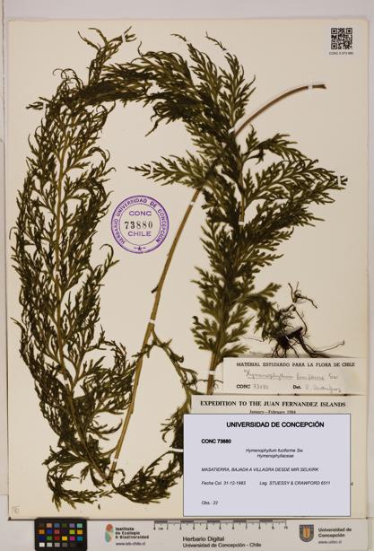 Hymenophyllum fuciforme [Espécimen: UDEC:CONC:0073880]
