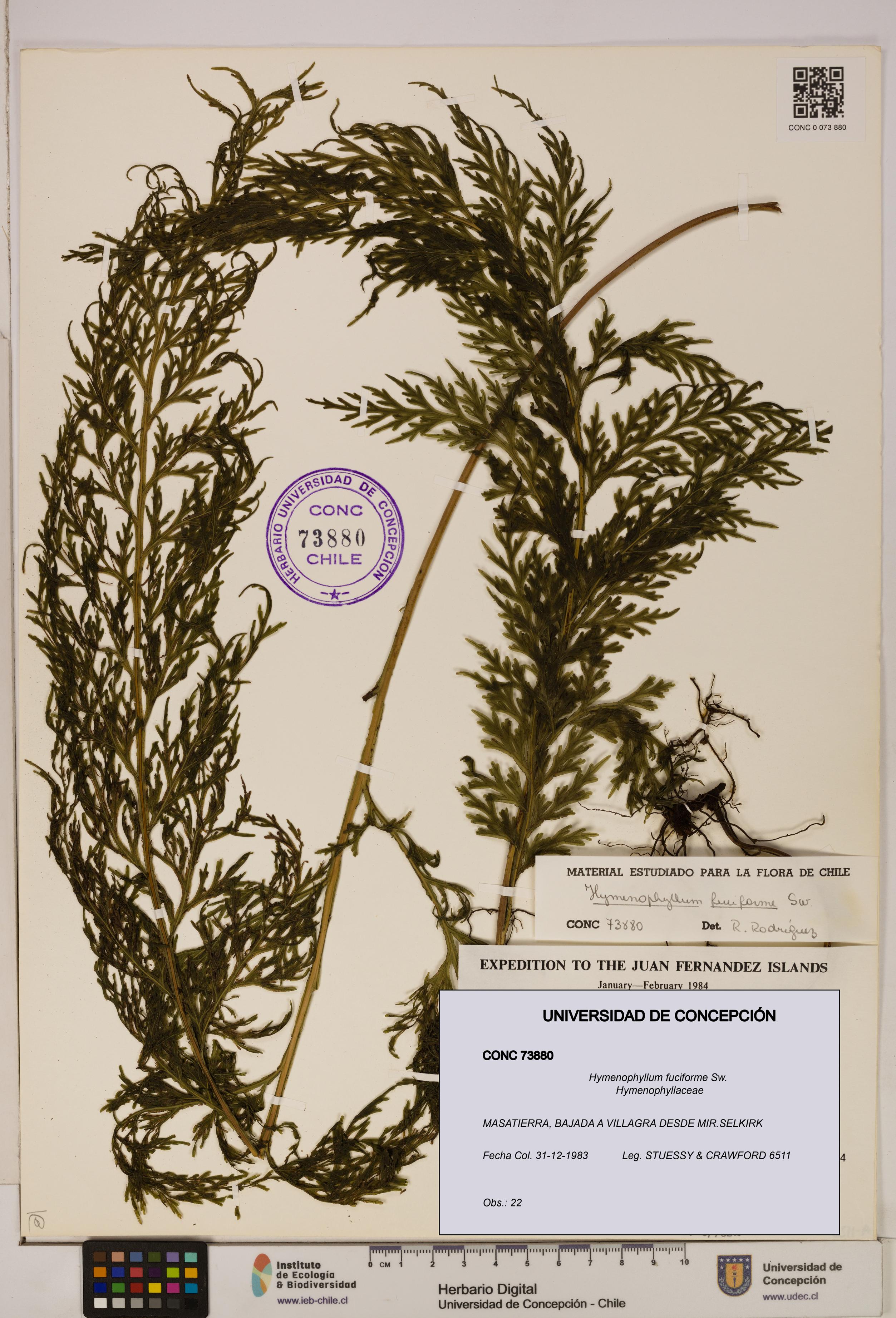 Hymenophyllum fuciforme [Espécimen: UDEC:CONC:0073880]