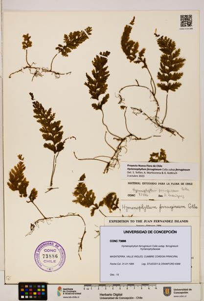 Hymenophyllum ferrugineum [Espécimen: UDEC:CONC:0073886]