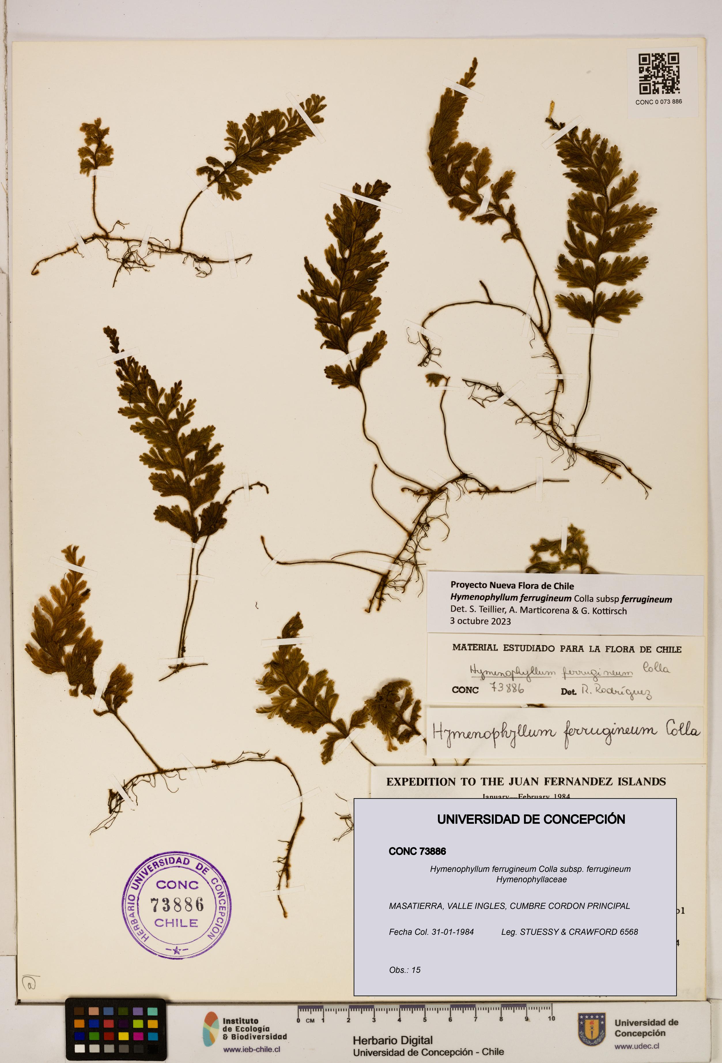 Hymenophyllum ferrugineum [Espécimen: UDEC:CONC:0073886]