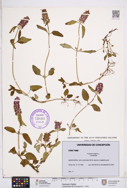 Prunella vulgaris [Espécimen: ]