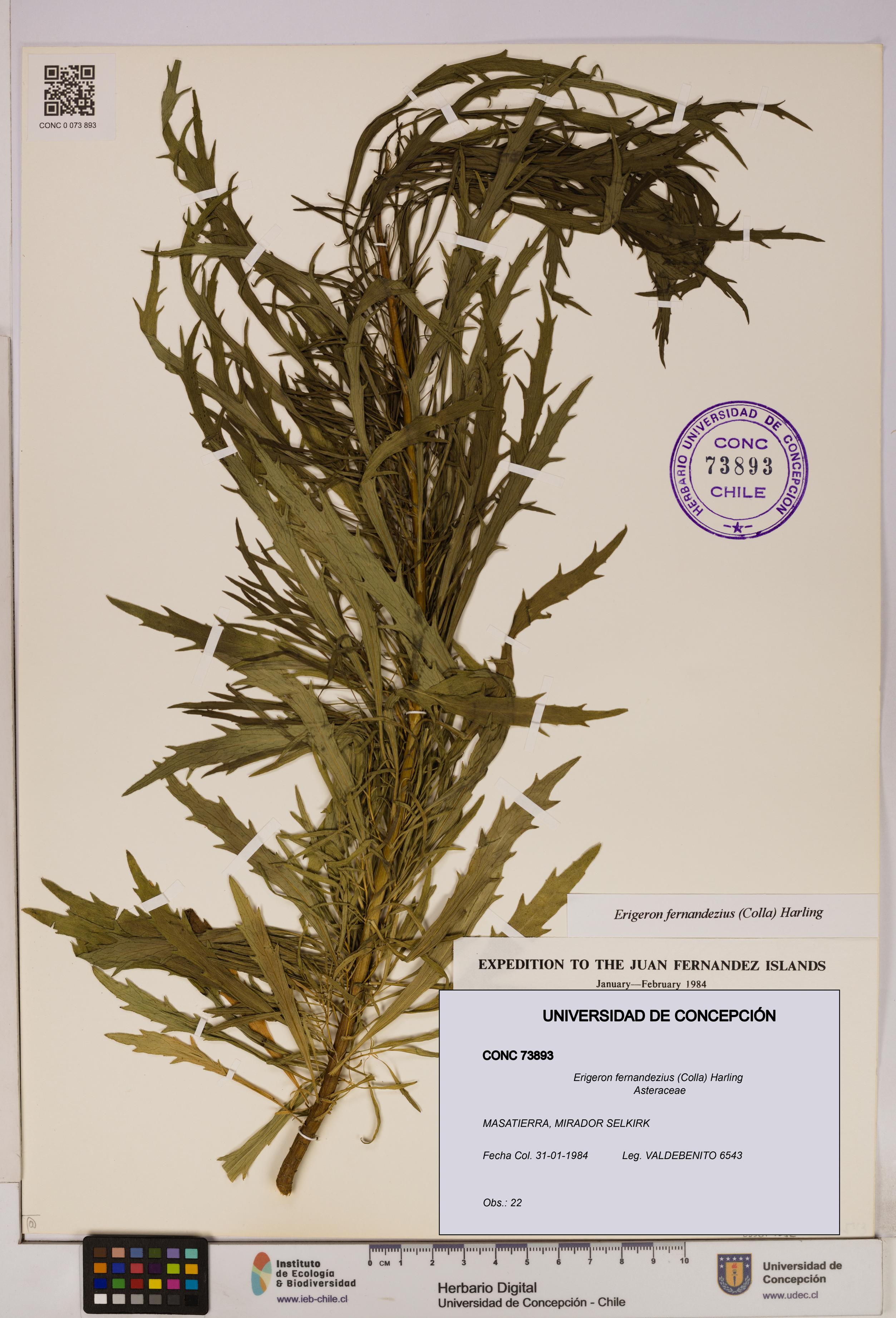 Erigeron fernandezius [Espécimen: UDEC:CONC:0073893]