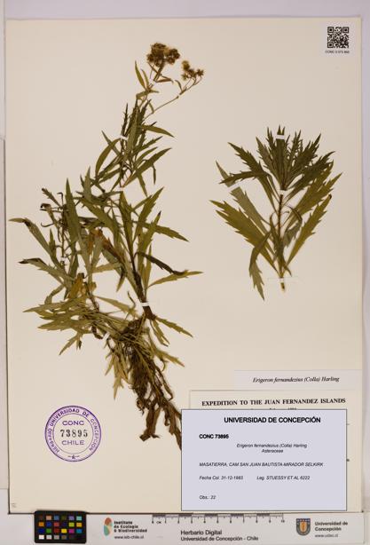 Erigeron fernandezius [Espécimen: UDEC:CONC:0073895]