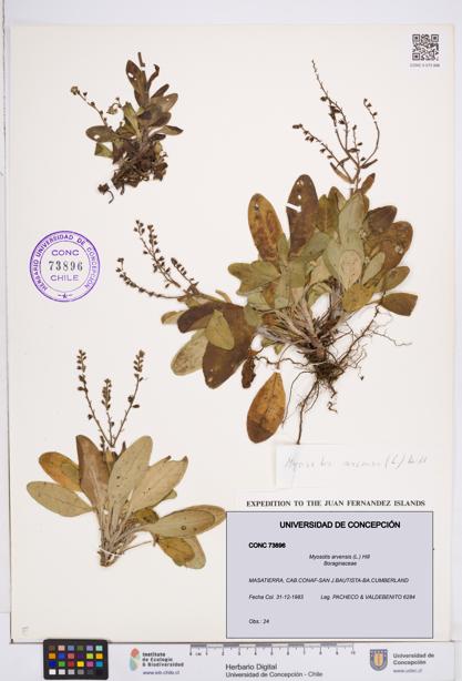 Myosotis arvensis [Espécimen: ]
