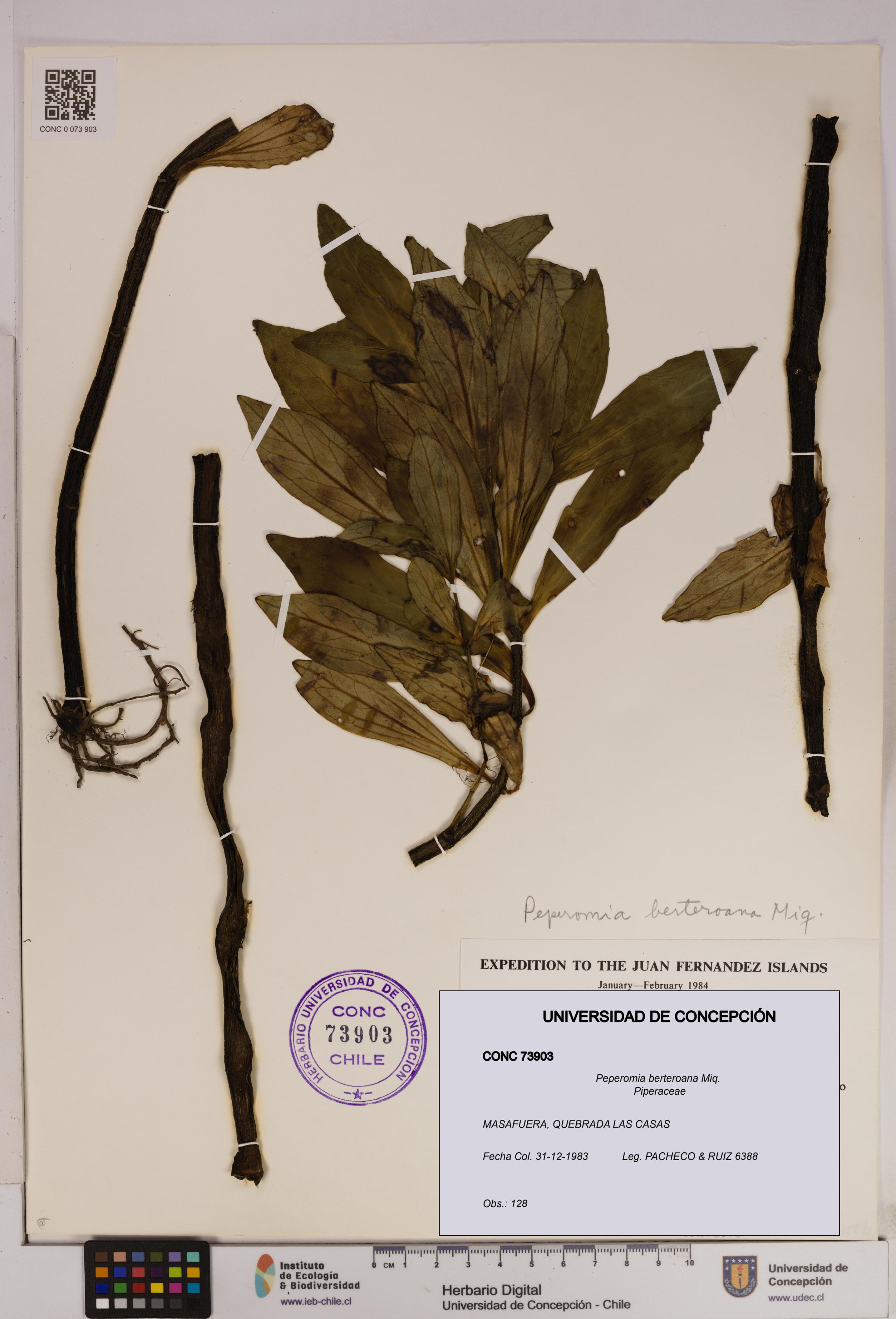 Peperomia berteroana [Espécimen: UDEC:CONC:0073903]