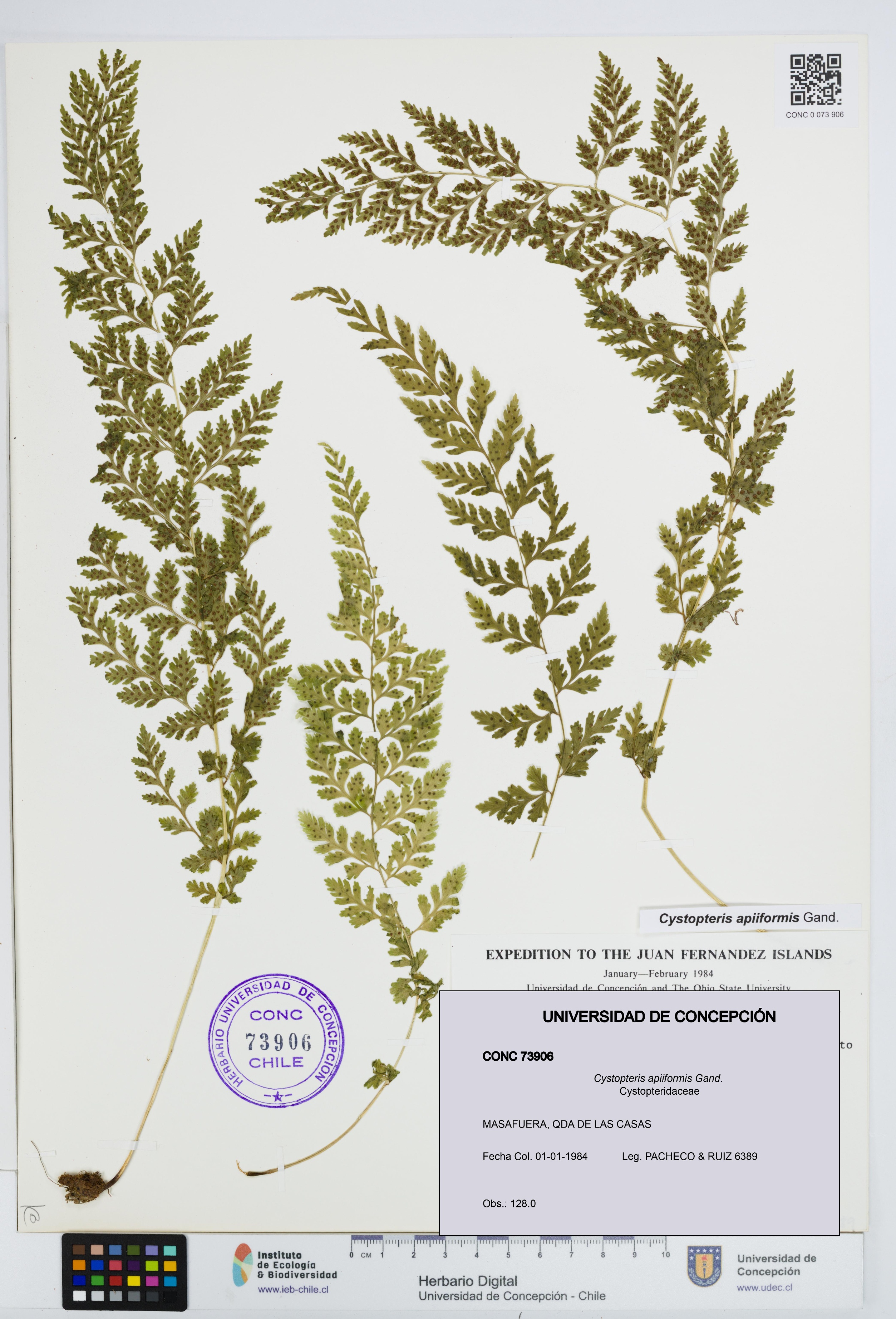 Cystopteris apiiformis [Espécimen: UDEC:CONC:0073906]