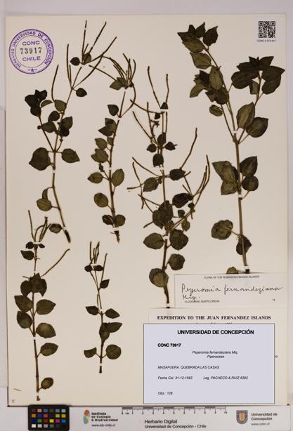 Peperomia fernandeziana [Espécimen: UDEC:CONC:0073917]