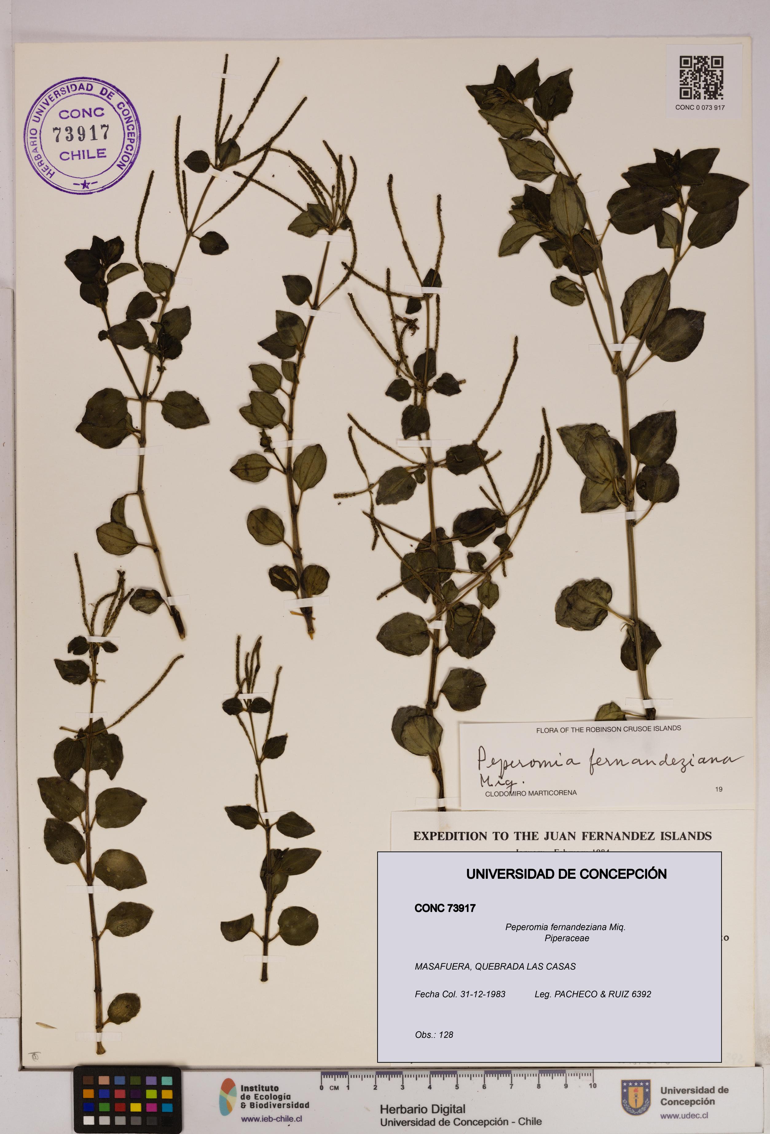 Peperomia fernandeziana [Espécimen: UDEC:CONC:0073917]