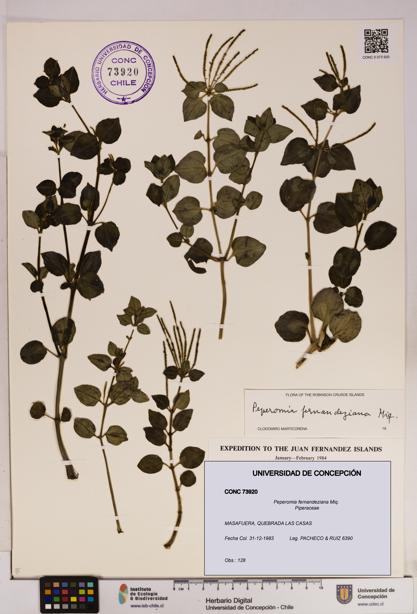 Peperomia fernandeziana [Espécimen: UDEC:CONC:0073920]