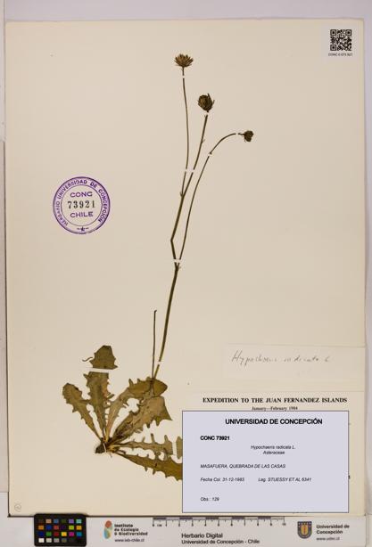 Hypochaeris radicata [Espécimen: UDEC:CONC:0073921]