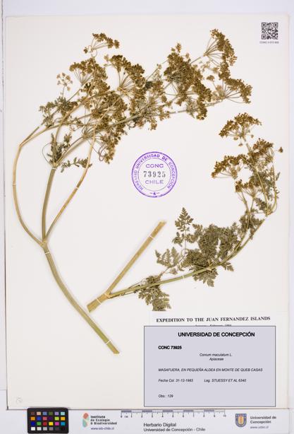 Conium maculatum [Espécimen: ]