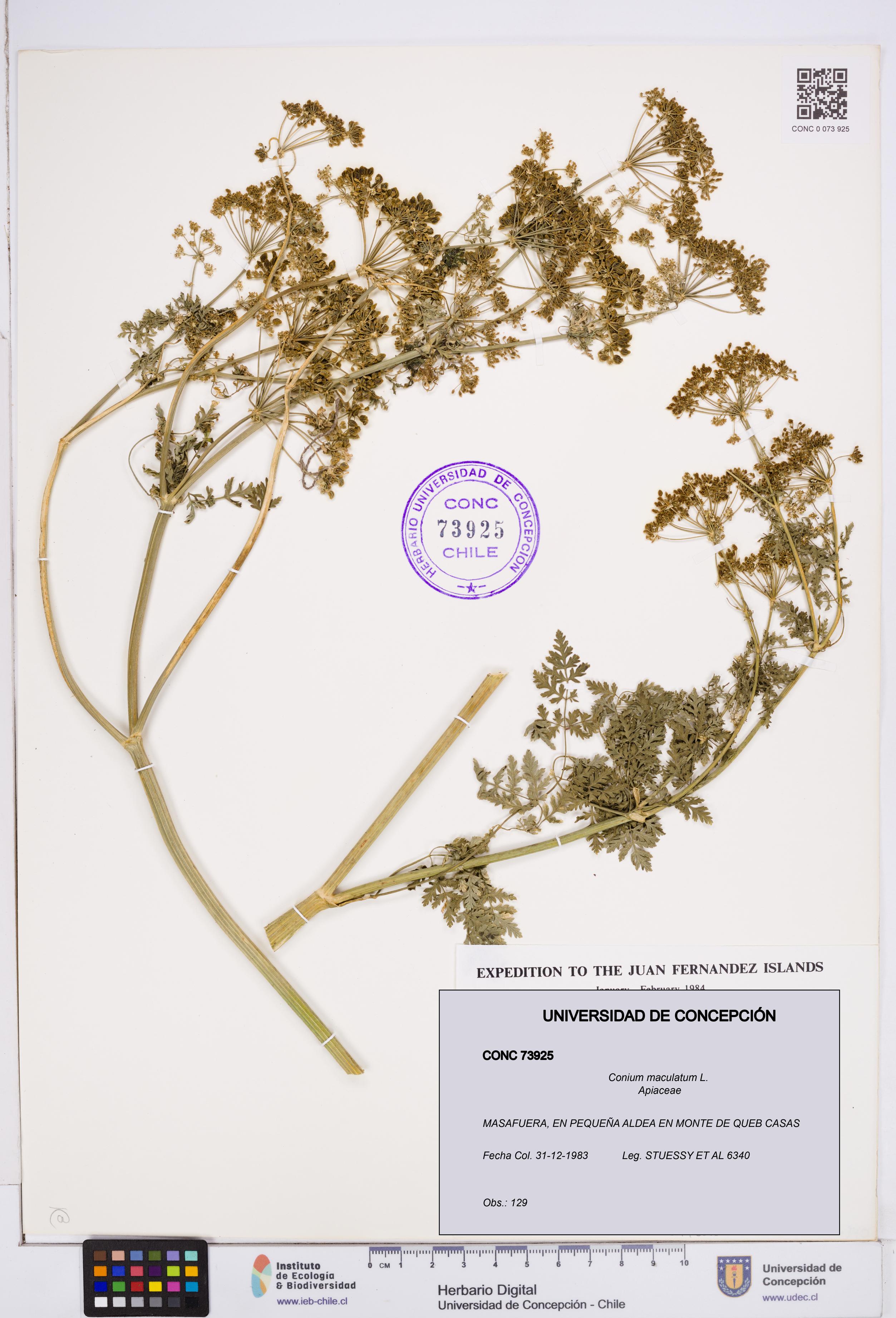 Conium maculatum [Espécimen: ]