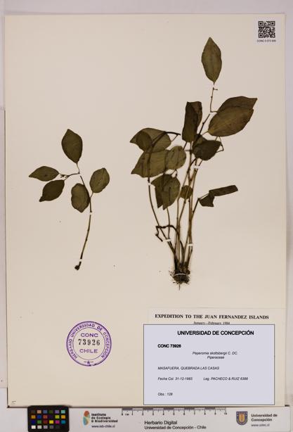 Peperomia skottsbergii [Espécimen: UDEC:CONC:0073926]