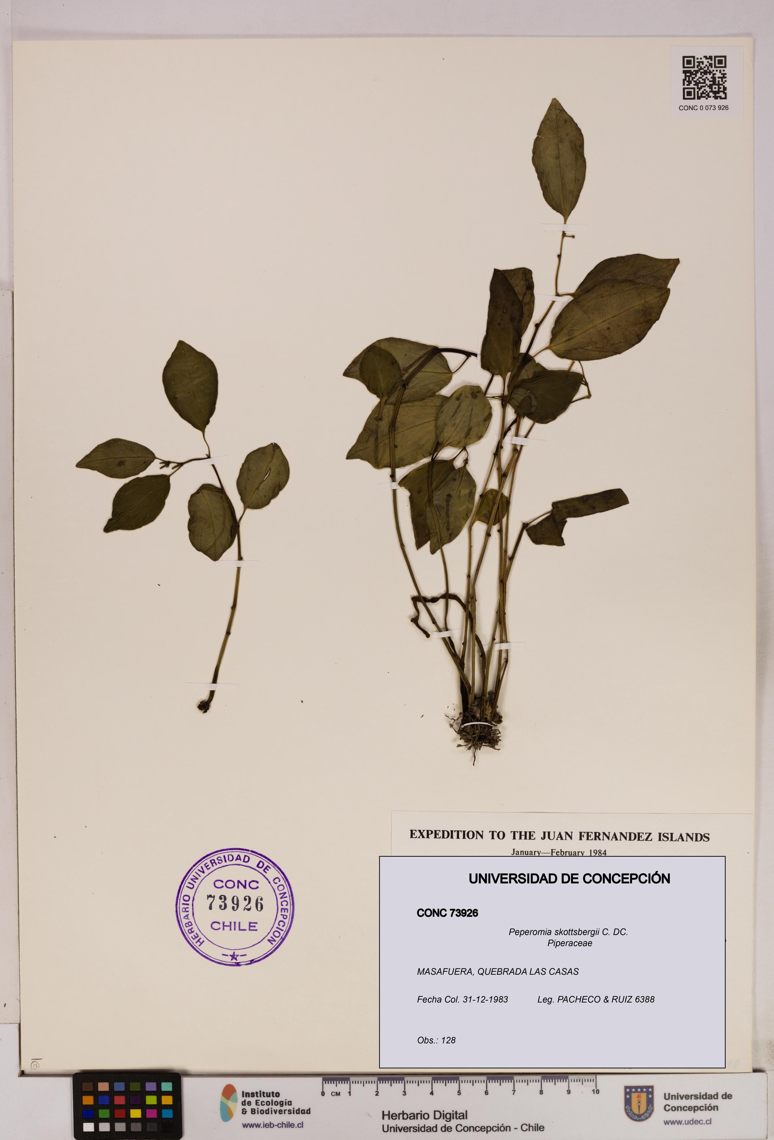 Peperomia skottsbergii [Espécimen: UDEC:CONC:0073926]