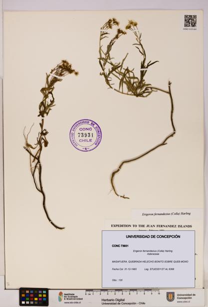Erigeron fernandezius [Espécimen: UDEC:CONC:0073931]