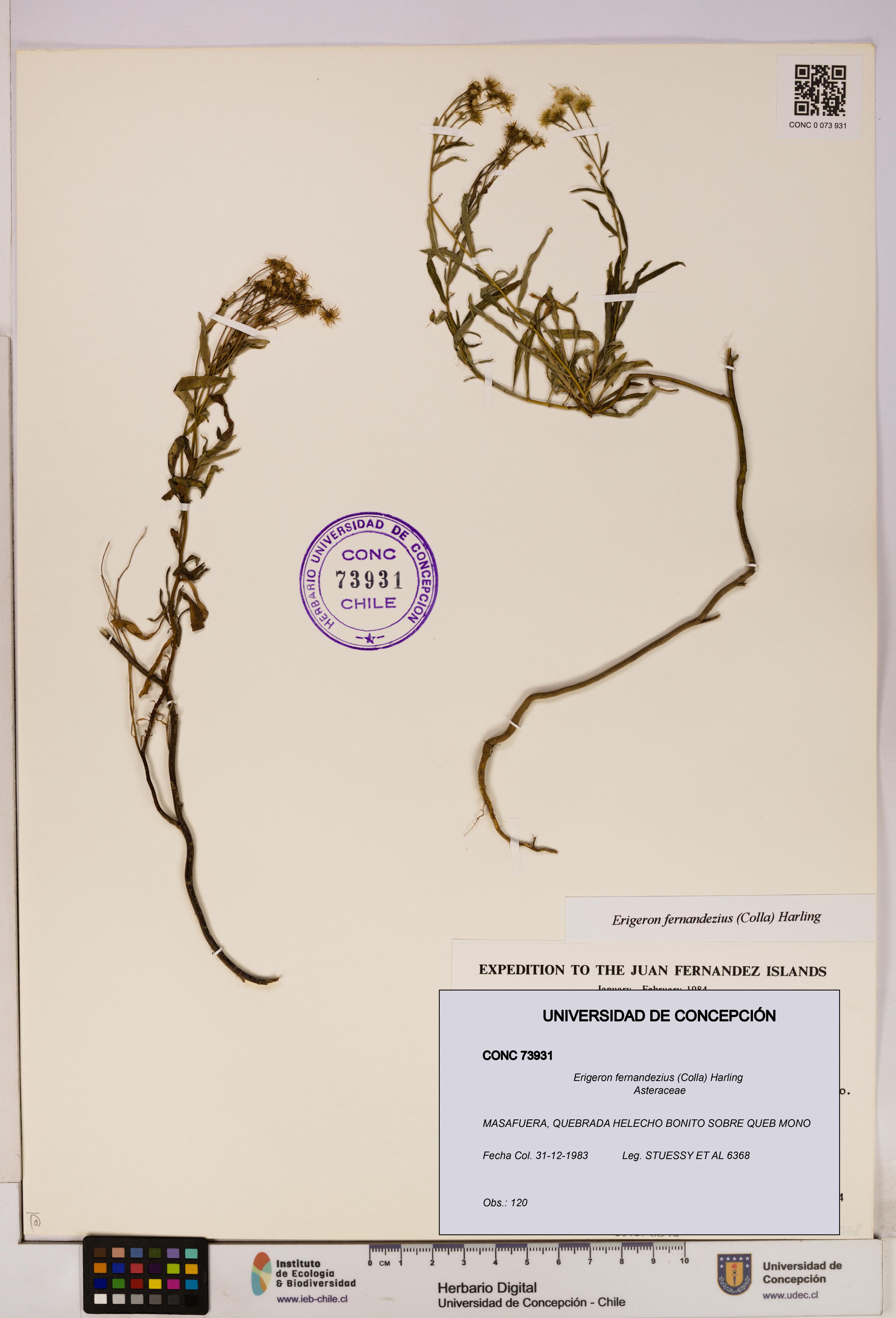 Erigeron fernandezius [Espécimen: UDEC:CONC:0073931]