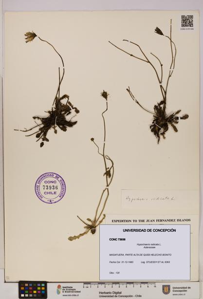 Hypochaeris radicata [Espécimen: UDEC:CONC:0073936]