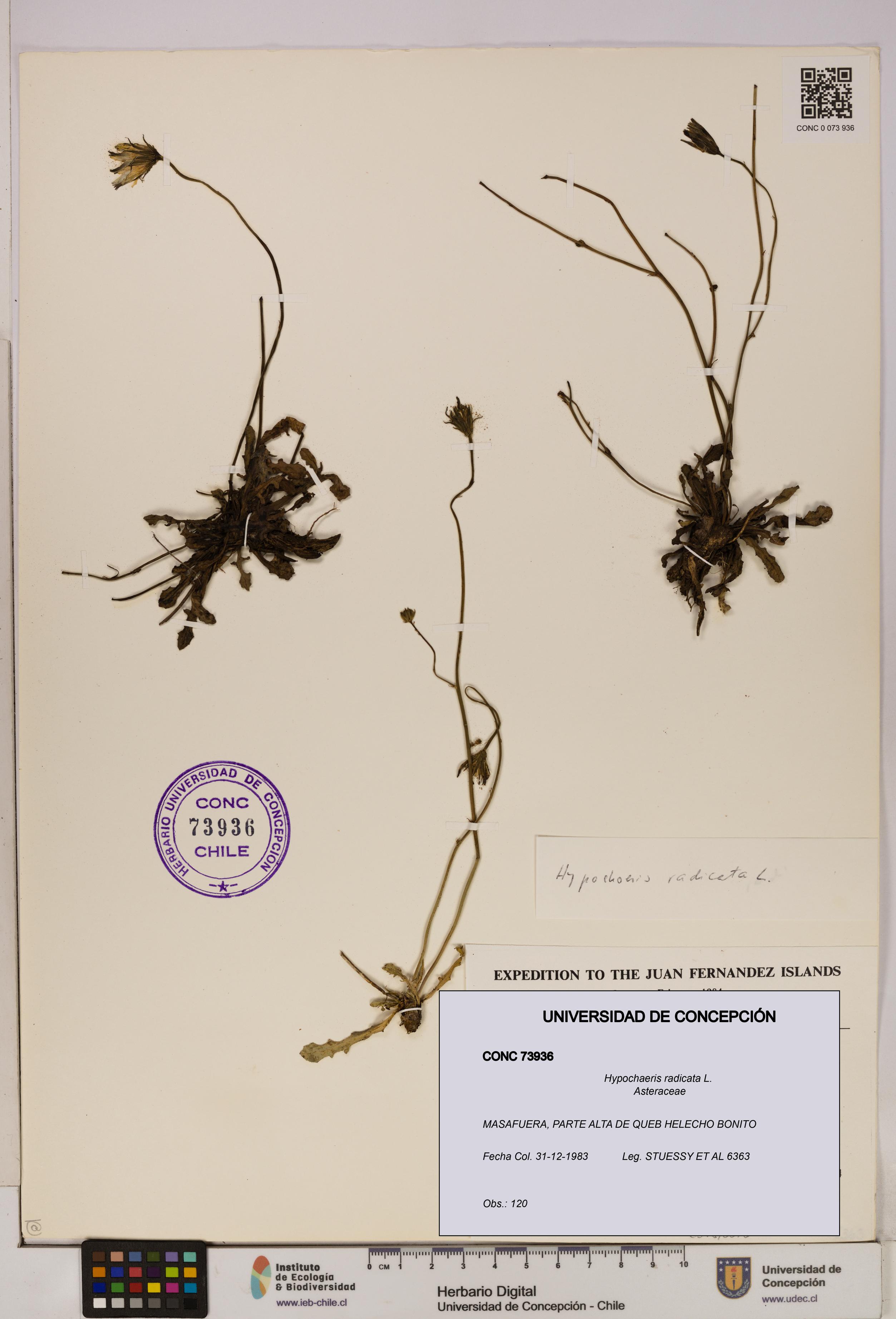 Hypochaeris radicata [Espécimen: UDEC:CONC:0073936]