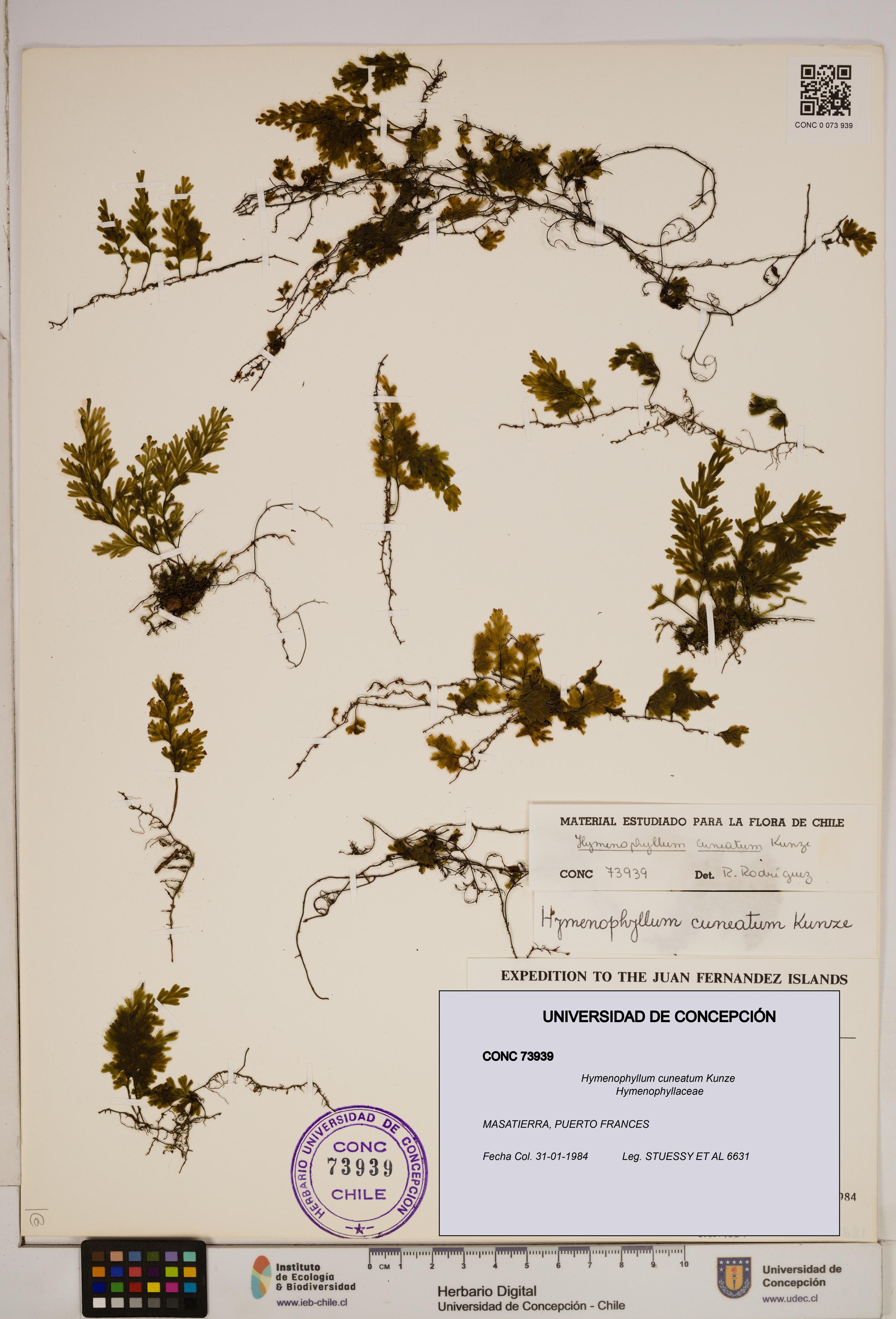 Hymenophyllum cuneatum [Espécimen: ]