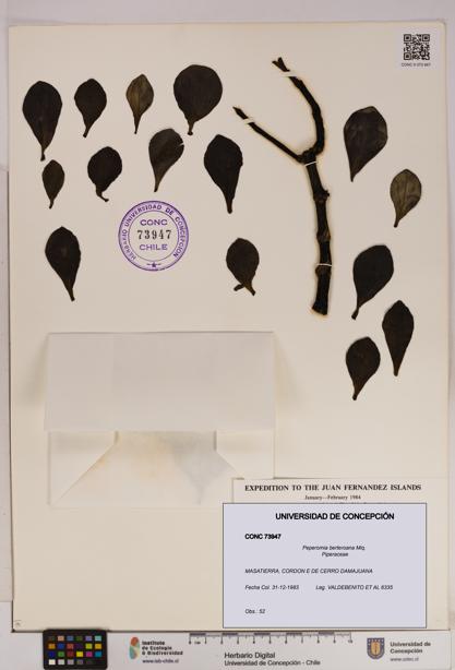 Peperomia berteroana [Espécimen: UDEC:CONC:0073947]