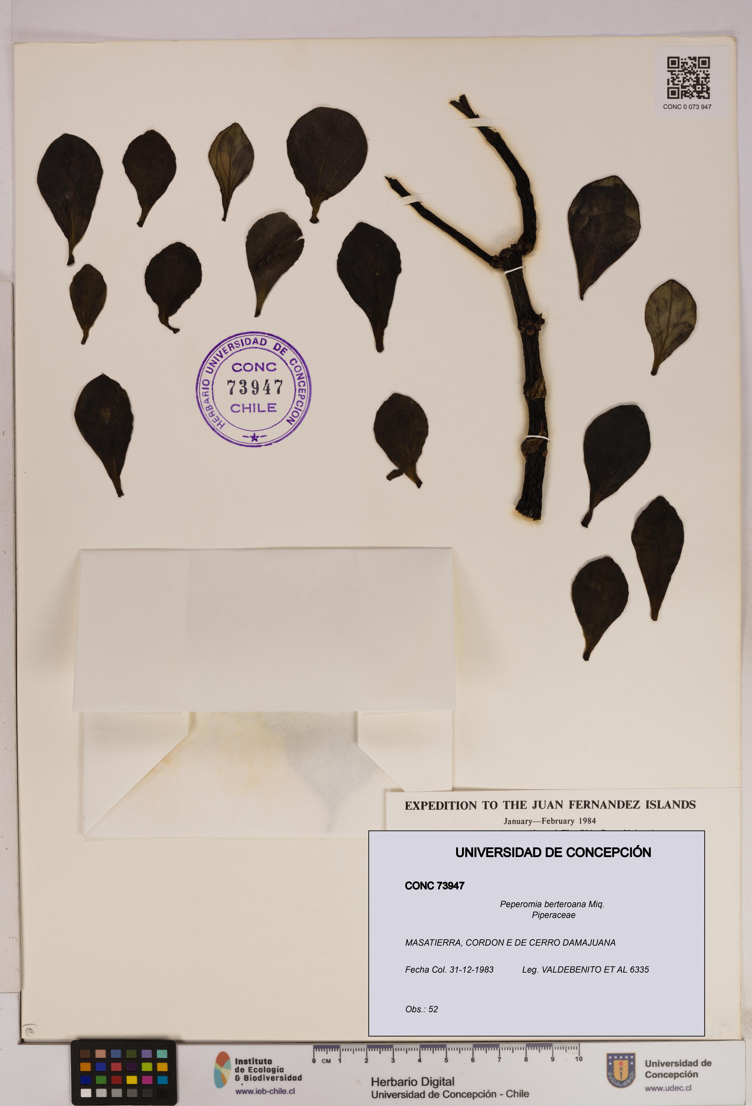 Peperomia berteroana [Espécimen: UDEC:CONC:0073947]