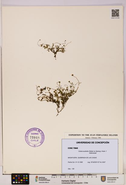 Cotula australis [Espécimen: UDEC:CONC:0073948]
