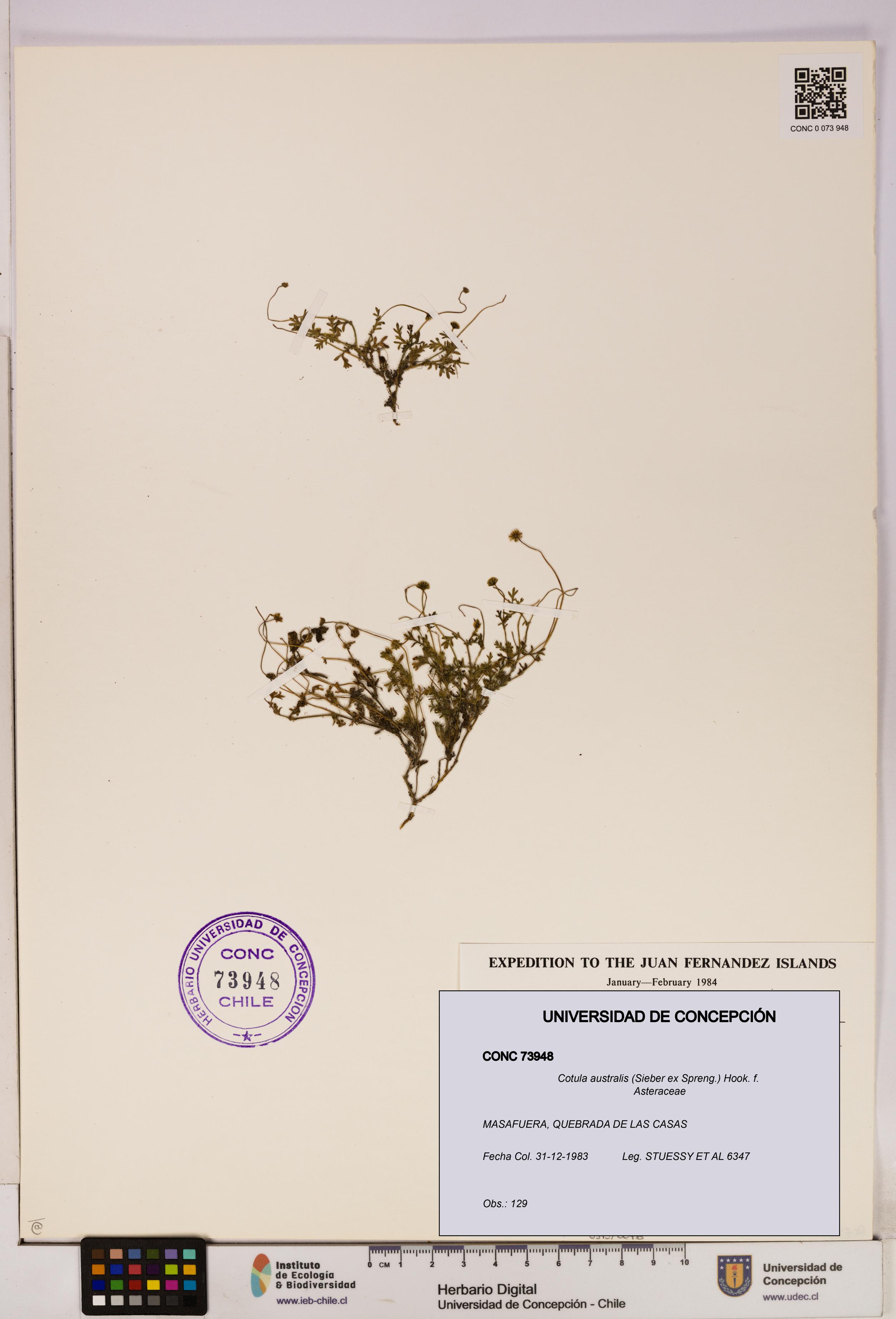 Cotula australis [Espécimen: UDEC:CONC:0073948]