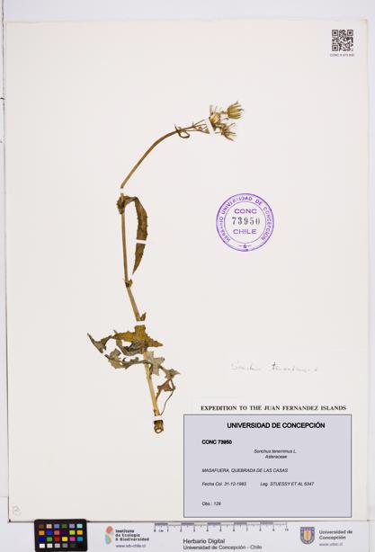 Sonchus tenerrimus [Espécimen: ]