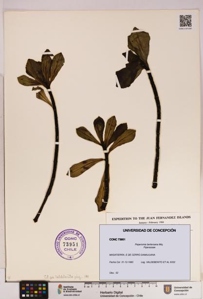 Peperomia berteroana [Espécimen: UDEC:CONC:0073951]