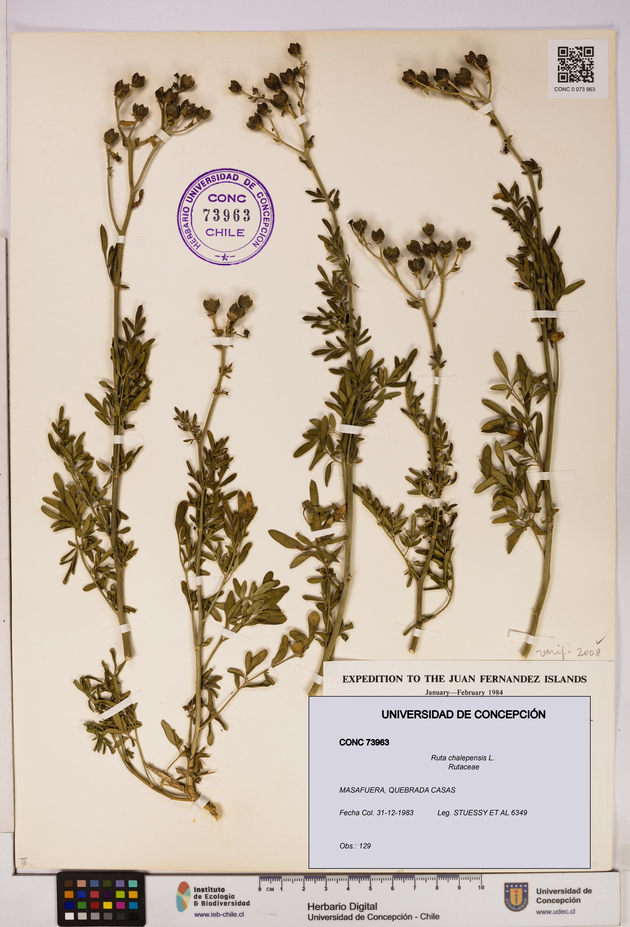 Ruta chalepensis [Espécimen: UDEC:CONC:0073963]