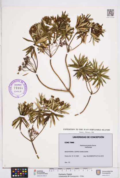 Robinsonia gracilis [Espécimen: ]