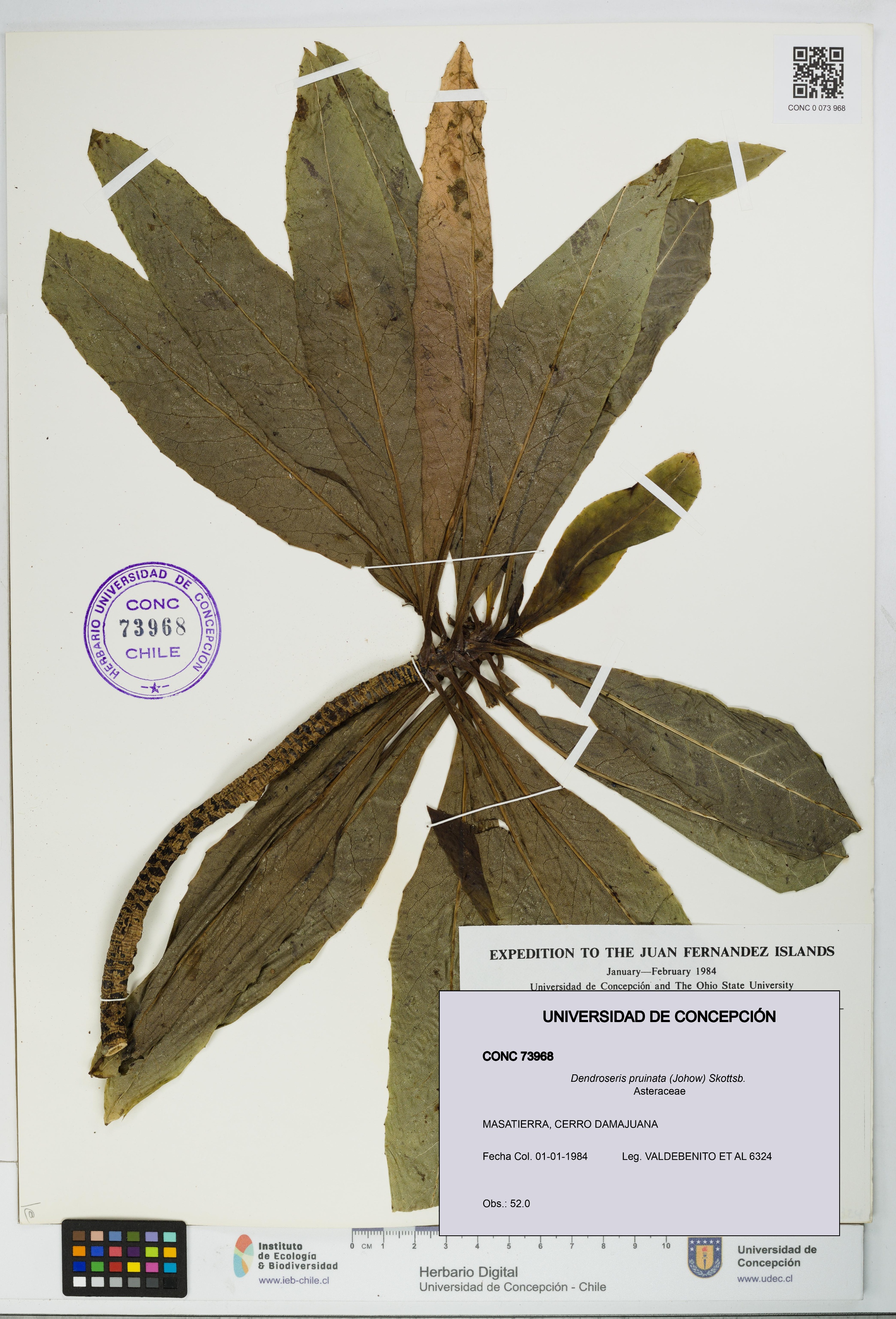 Dendroseris pruinata [Espécimen: UDEC:CONC:0073968]