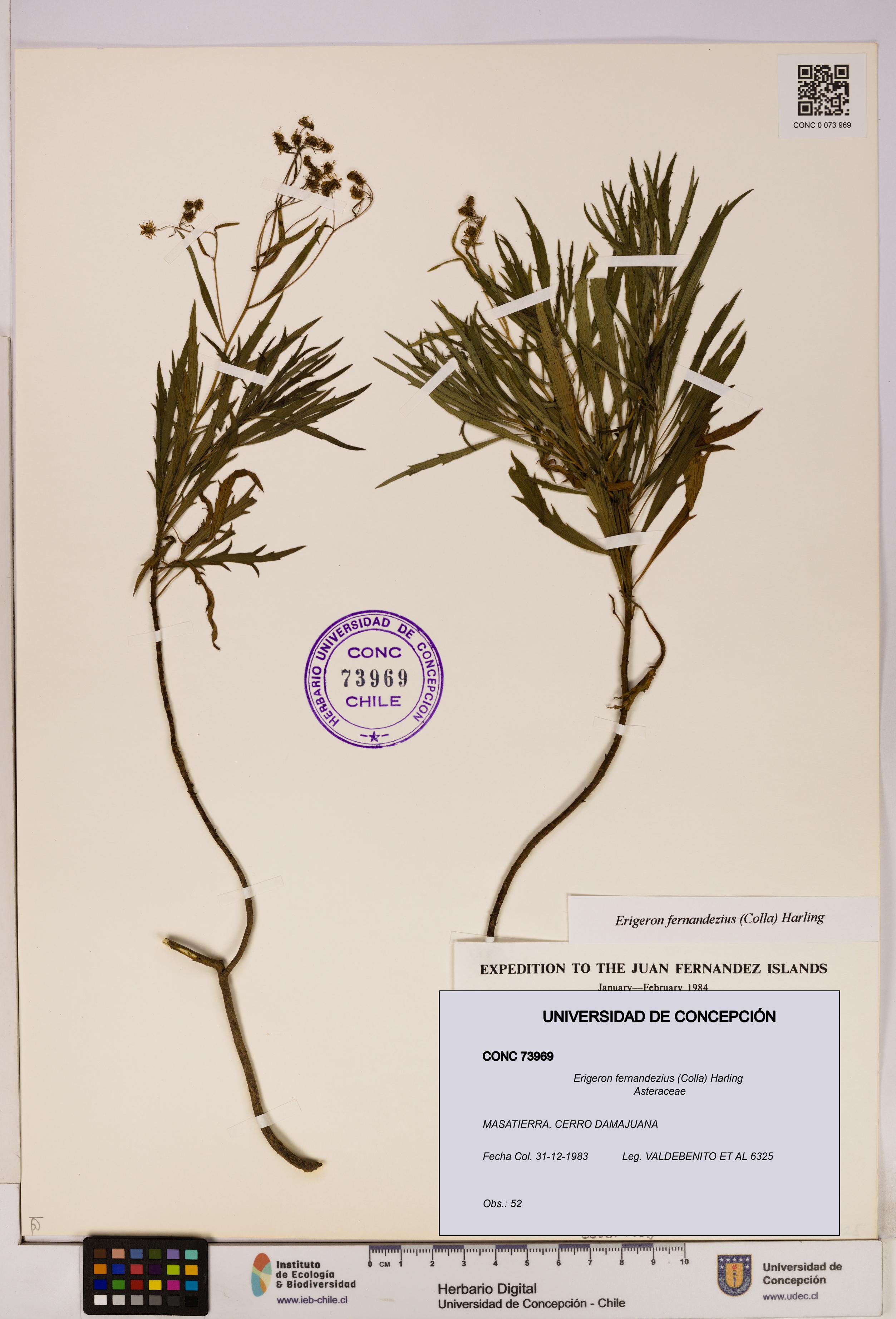 Erigeron fernandezius [Espécimen: UDEC:CONC:0073969]