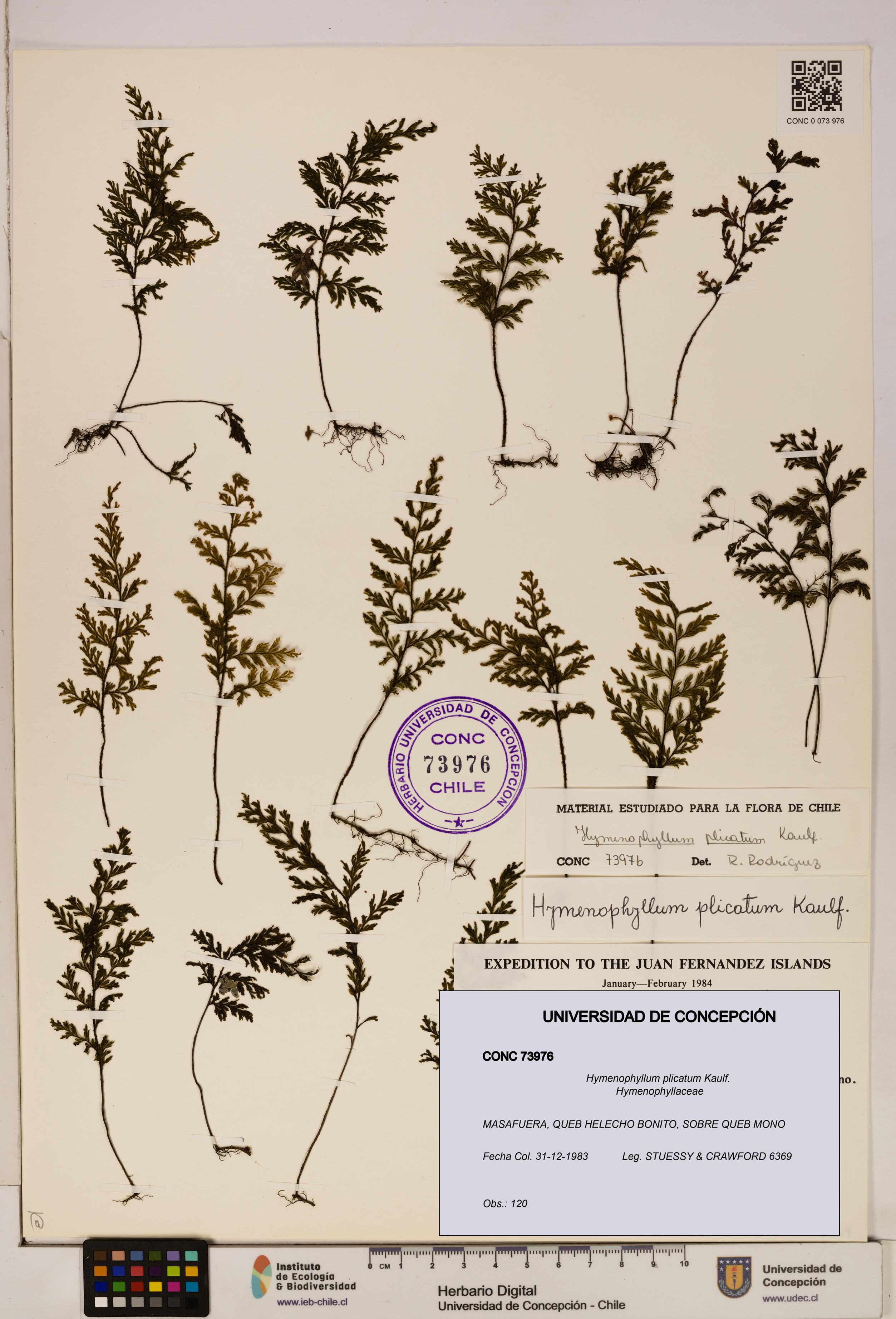 Hymenophyllum plicatum [Espécimen: ]