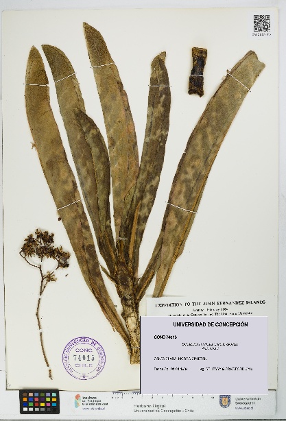 Dendroseris pruinata [Espécimen: UDEC:CONC:0074015]