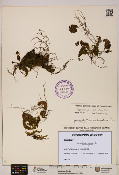 Hymenophyllum pectinatum [Espécimen: ]