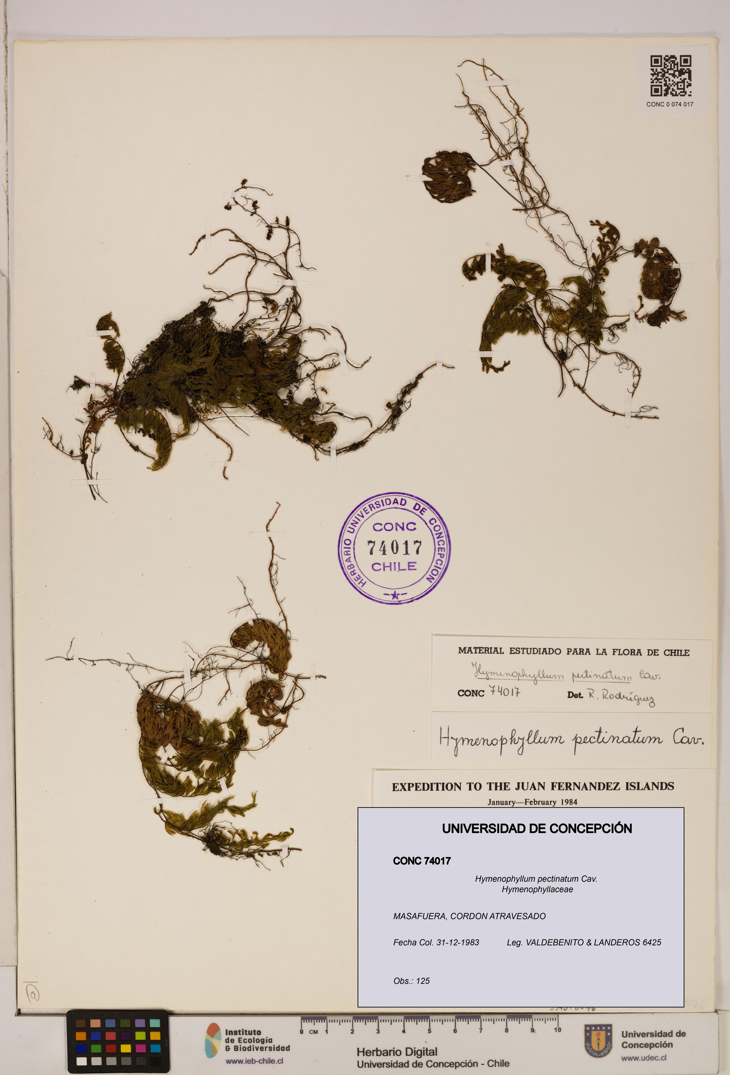 Hymenophyllum pectinatum [Espécimen: ]