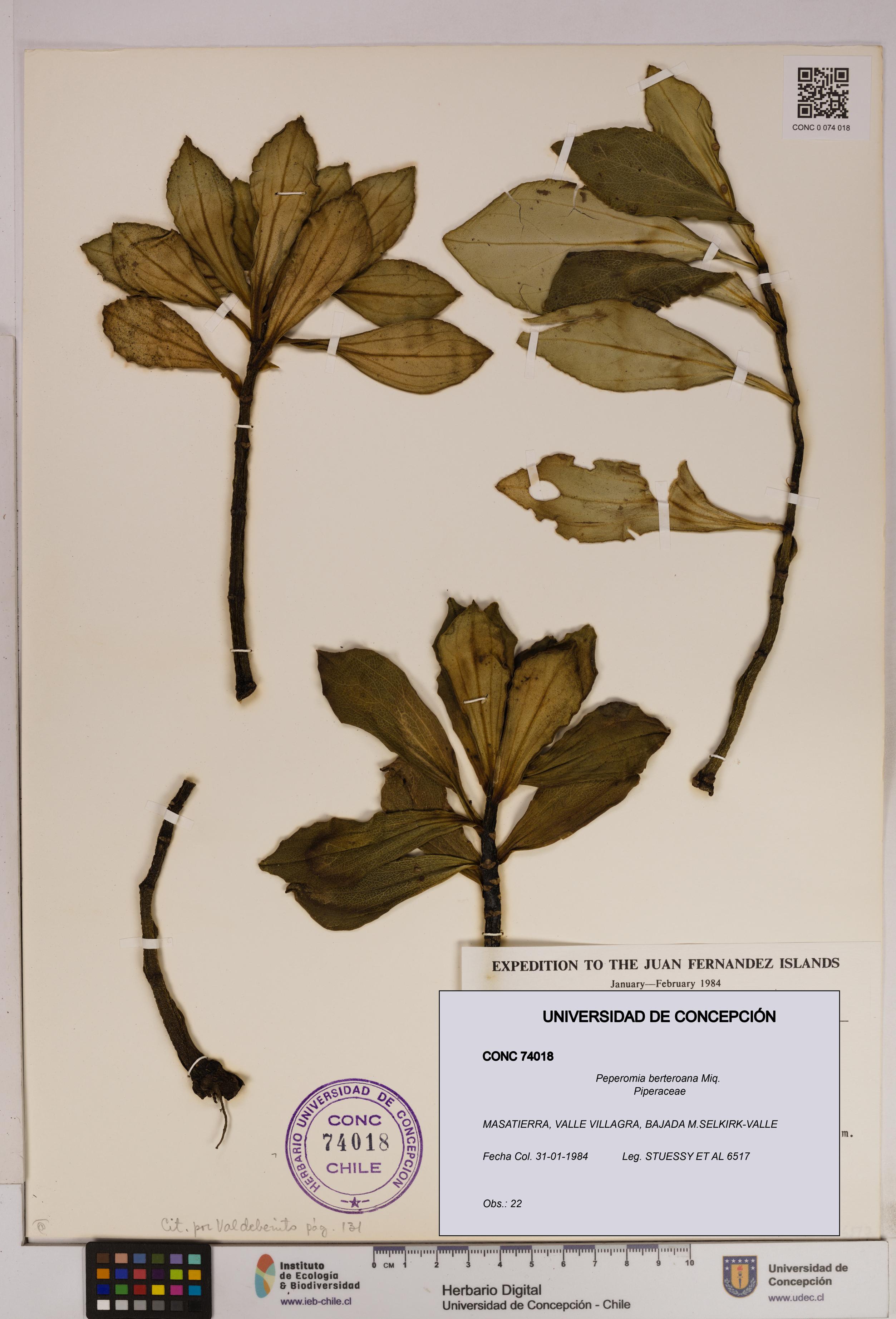 Peperomia berteroana [Espécimen: UDEC:CONC:0074018]