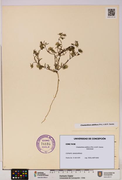 Chaetanthera albiflora [Espécimen: UDEC:CONC:0074135]