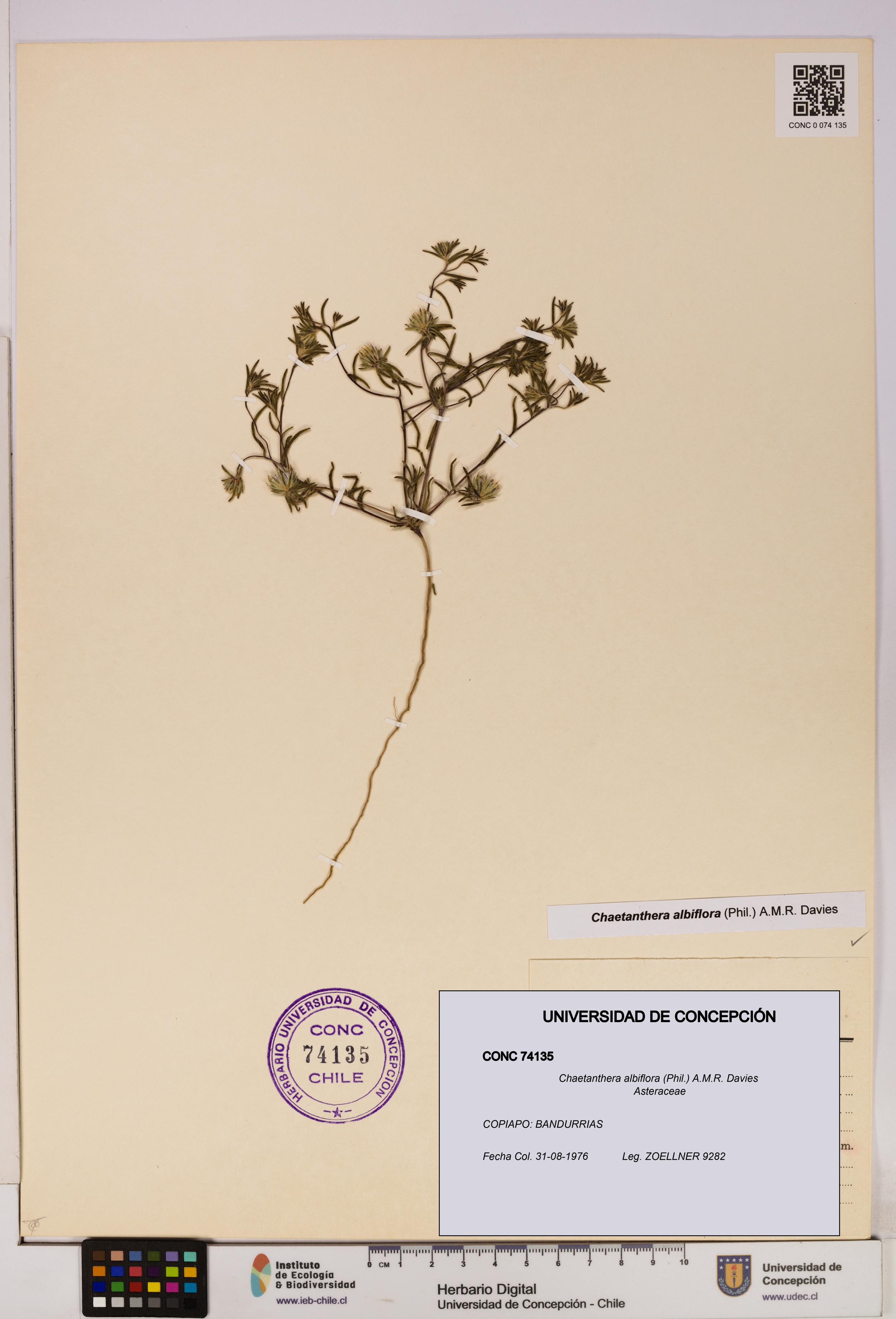 Chaetanthera albiflora [Espécimen: UDEC:CONC:0074135]