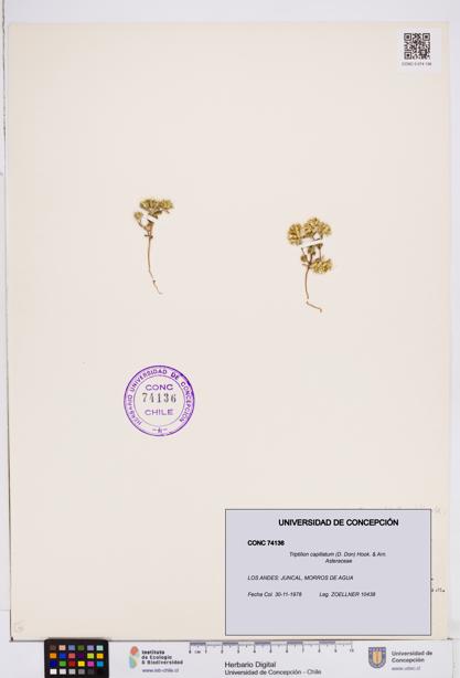 Triptilion capillatum [Espécimen: ]