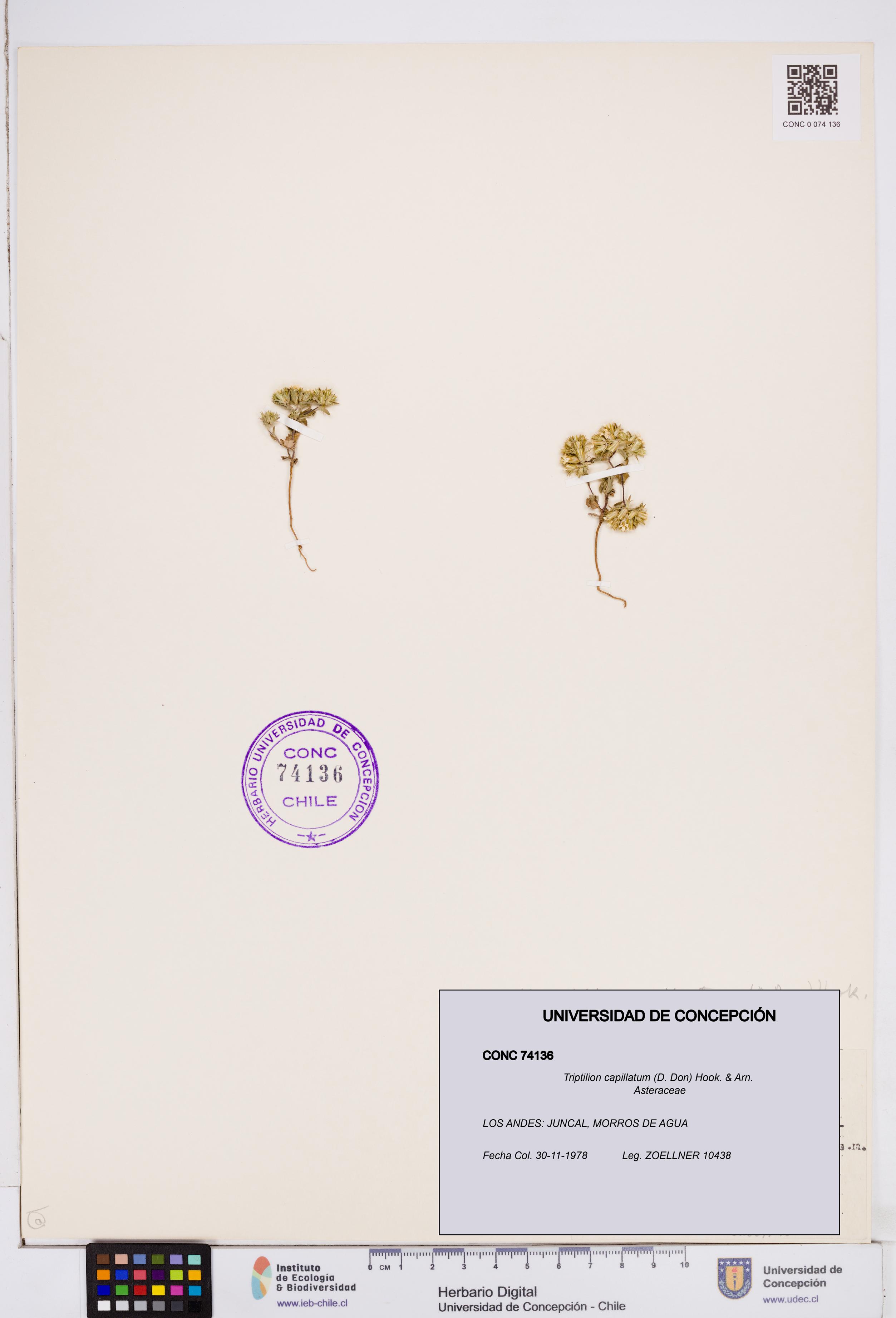Triptilion capillatum [Espécimen: ]
