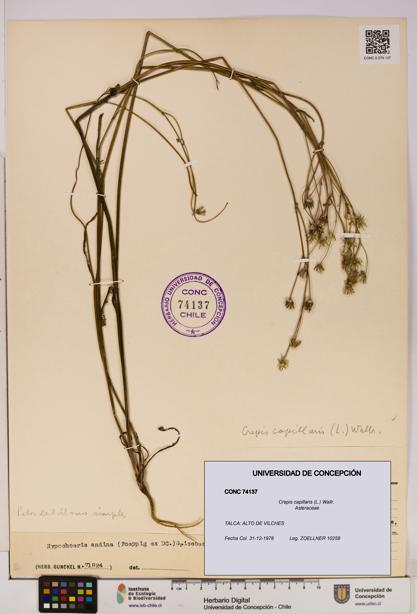 Crepis capillaris [Espécimen: UDEC:CONC:0074137]