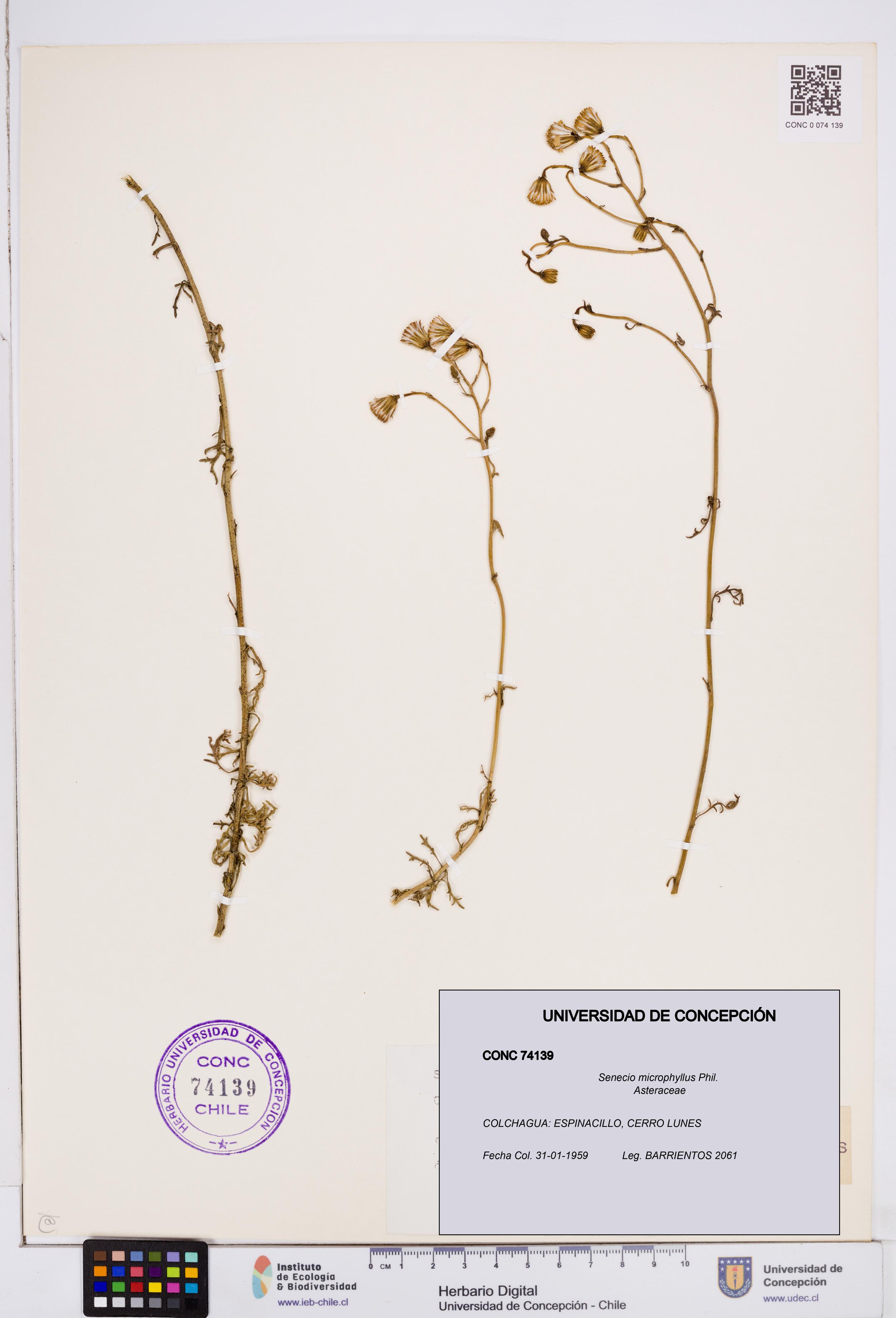 Senecio microphyllus [Espécimen: ]