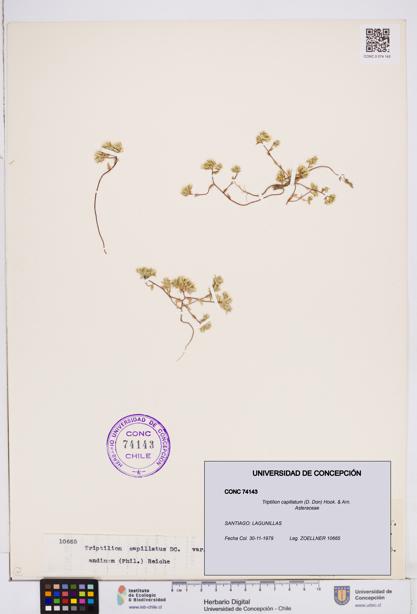 Triptilion capillatum [Espécimen: ]