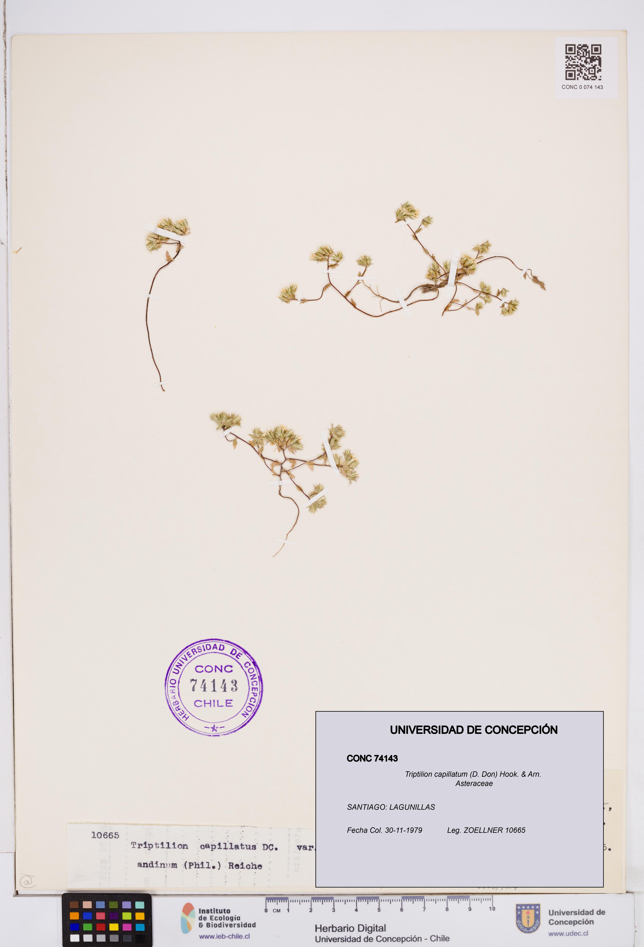 Triptilion capillatum [Espécimen: ]