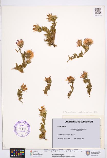 Noticastrum adscendens [Espécimen: ]