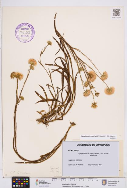 Symphyotrichum vahlii [Espécimen: ]