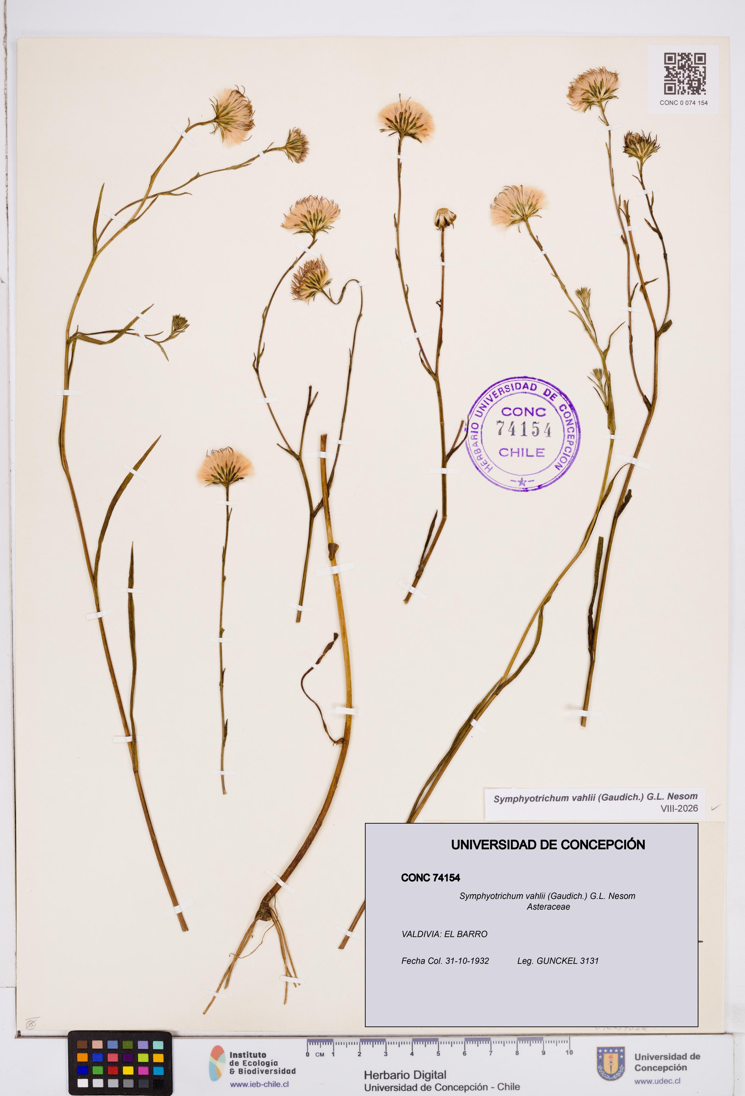 Symphyotrichum vahlii [Espécimen: ]